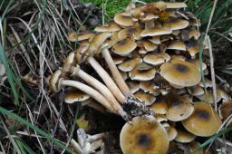 Armillaria mellea