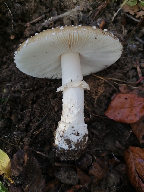 Amanita pantherina