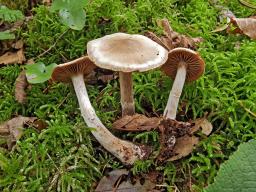 Cortinarius lucorum