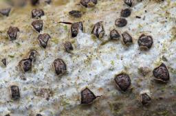 Melogramma campylosporum