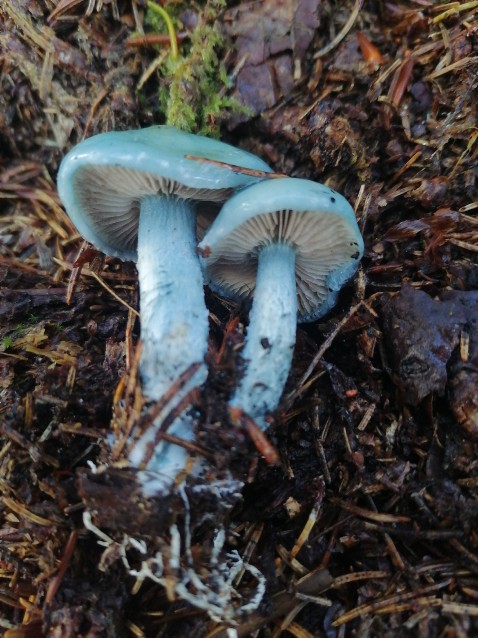 Stropharia caerulea