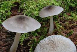 Pluteus salicinus