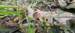 Psathyrella orbitarum