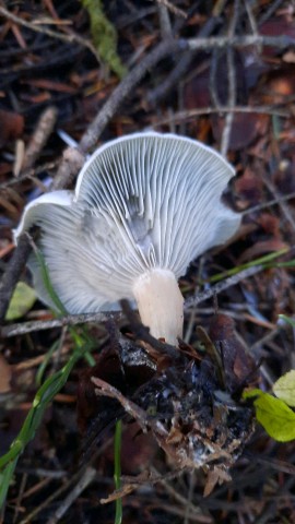 Clitocybe odora