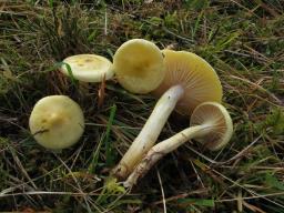 Hygrophorus lucorum