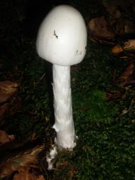 Amanita virosa