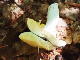 Russula olivacea