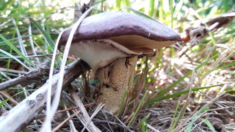 Suillus luteus