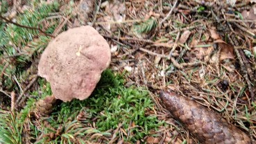 Rubroboletus rubrosanguineus