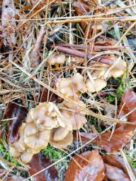 Craterellus tubaeformis