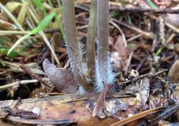 Mycena leptocephala