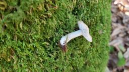 Tricholoma scalpturatum