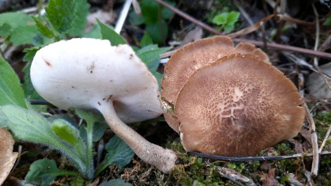 Lentinus substrictus