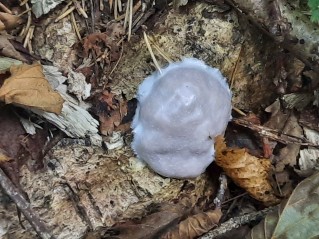 Reticularia lycoperdon