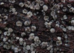 Mollisia melaleuca