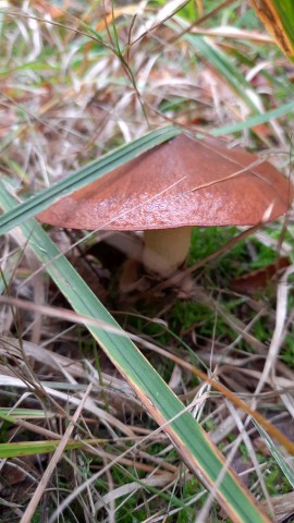 Suillus luteus