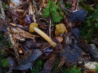 Leotia lubrica