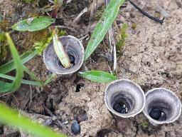 Cyathus olla