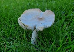 Pseudoporpoloma pes-caprae