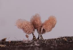 Arcyria denudata