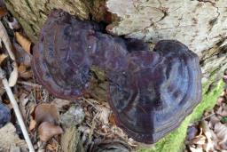 Ganoderma carnosum