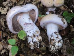 Cortinarius lividoviolaceus