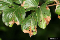 Orchestes fagi