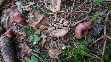 Hygrophorus capreolarius