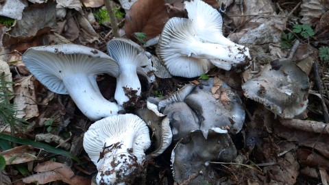 Hygrophorus marzuolus