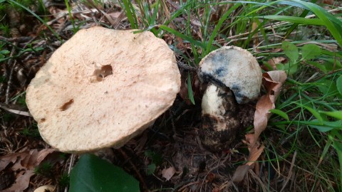 Gyroporus cyanescens