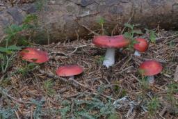 Russula emetica