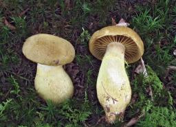 Cortinarius cotoneus