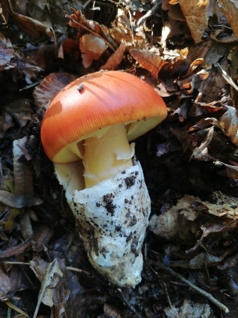 Amanita caesarea