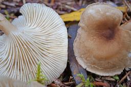 Infundibulicybe trulliformis
