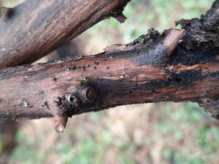 Glyphium elatum