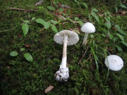 Amanita virosa