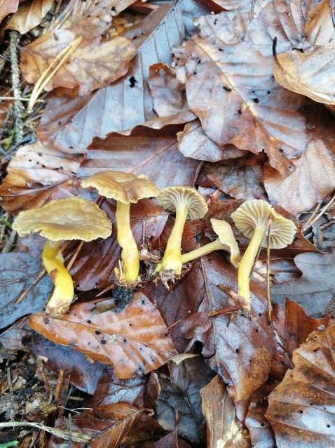 Craterellus tubaeformis