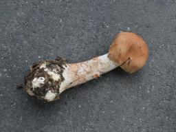Cortinarius armillatus