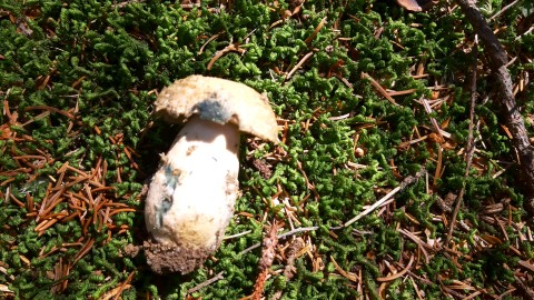 Gyroporus cyanescens