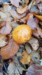 Suillus grevillei