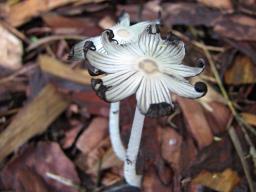 Coprinopsis lagopus