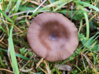 Pseudoclitocybe expallens