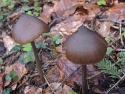 Entoloma hebes