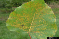 Melampsora laricis-populina