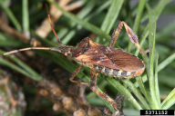 Leptoglossus occidentalis