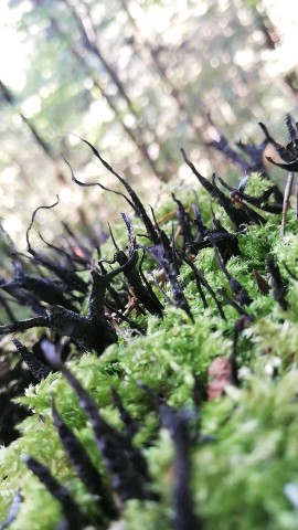 Xylaria hypoxylon