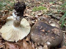 Russula nigricans