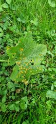 Puccinia modiolae