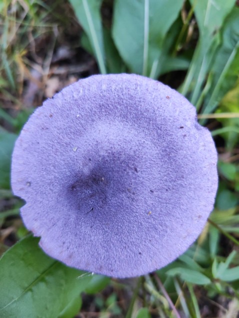 Cortinarius violaceus