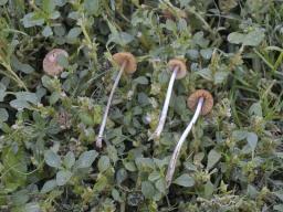 Conocybe merdaria